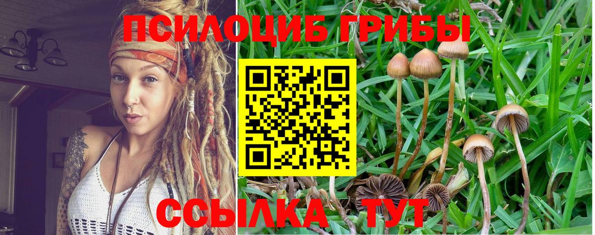 Елец  Псилоцибиновые грибы Cubensis  Вход с VPN 